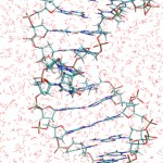 The figure shows a fragment of DNA, with the thymine dimer in the middle, sorrounded by the water molecules of the solvent.