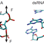 Representation of two base-pair steps to highlight the different orientation of the sugar with respect to the phosphate backbone of dsDNA (Left) and dsRNA (Right). The extra hydroxyl group in the ribose - the dsRNA sugar - changes its stereochemistry and is ultimately responsible for the opposite twist-stretch coupling.
